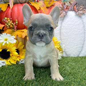 French Bulldog