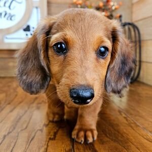 Dachshund