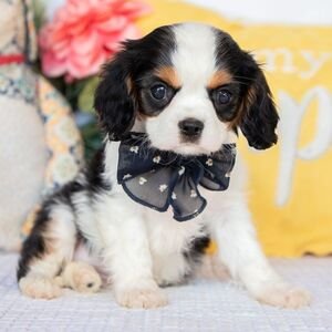 Cavalier King Charles Spaniel