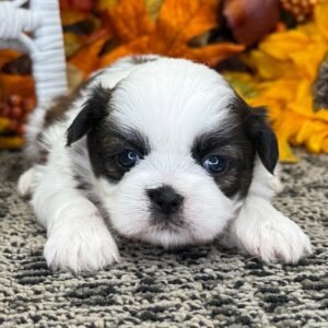 Shih Tzu