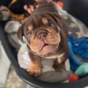 English Bulldog