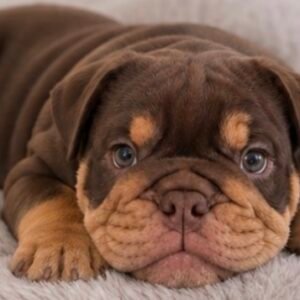 English Bulldog